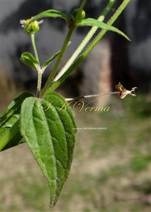  Leafy shoot